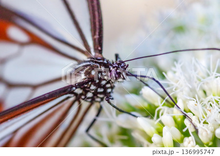白いフジバカマにとまる渡りの蝶アサギマダラをアップで 136995747