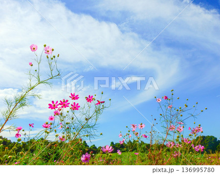コスモス畑に咲いたピンク系のコスモスの花と秋の空 136995780