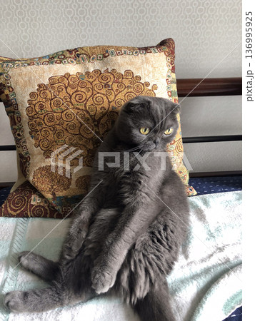 A Scottish Fold cat with distinctive folded ears and striking amber eyes sits attentively indoors. Purebred pet A Scottish Fold cat with distinctive folded ears and striking amber eyes sits attentively indoors. Purebred pet 136995925