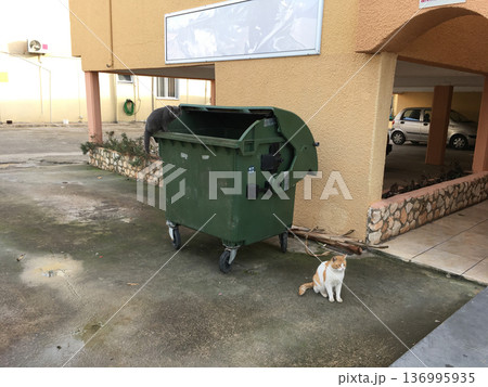Stray cats near green garbage container in courtyard. Urban wildlife, survival, and coexistence of animals and humans. Stray cats near green garbage container in courtyard. Urban wildlife, survival, and coexistence of animals and humans. 136995935