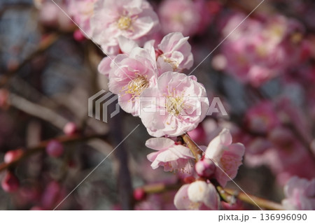 春の訪れを告げる梅の花 春の訪れを告げる梅の花 136996090