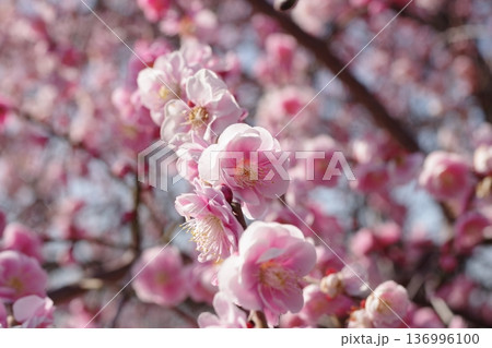 春の訪れを告げる梅の花 136996100