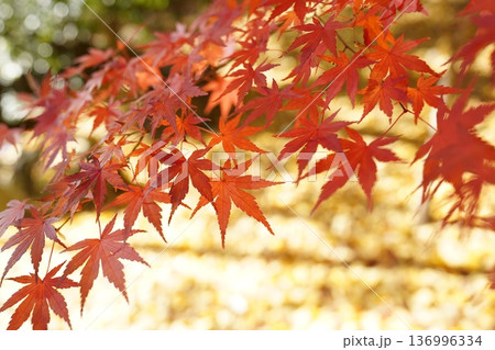 鮮やかな赤いもみじと黄金色に輝くイチョウの絨毯 鮮やかな赤いもみじと黄金色に輝くイチョウの絨毯 136996334