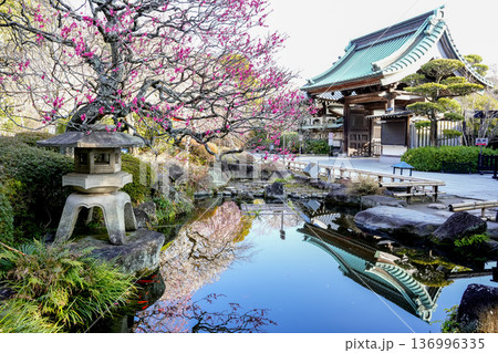 春の梅が満開の日本庭園 136996335