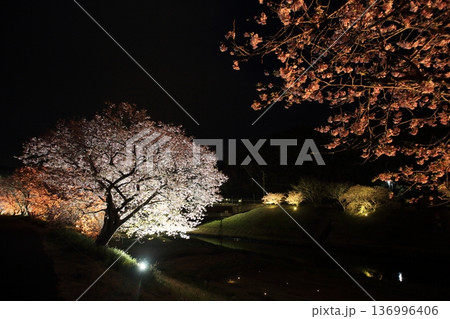夜桜~ライトアップ~ 夜桜~ライトアップ~ 136996406