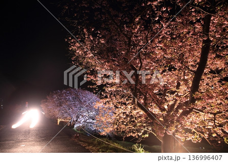 桜のトンネルを歩く 136996407