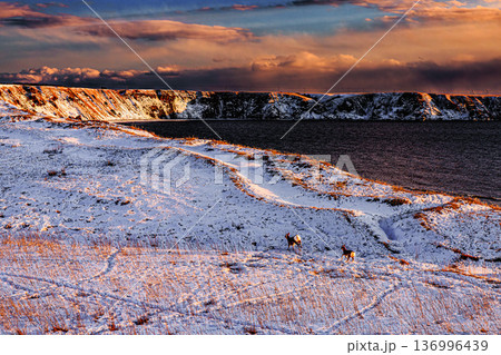夕焼けに染まる落石海岸と雪原を歩くエゾシカの親子(北海道・根室) 夕焼けに染まる落石海岸と雪原を歩くエゾシカの親子(北海道・根室) 136996439