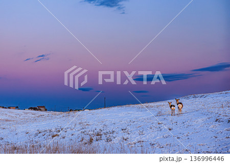 冬の落石海岸、夕暮れの雪原に佇むエゾシカとドラマチックな空 136996446