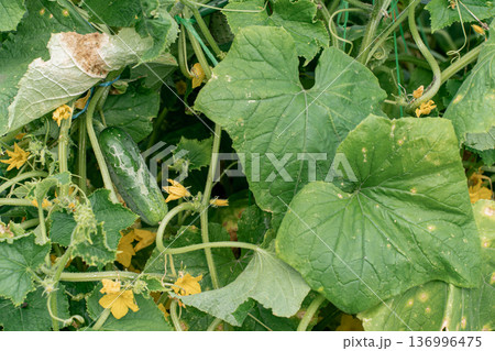 Cucumber plant leaf displaying symptoms of fungal disease, showing yellow spots on its green surface. Crop infections, agricultural problems, farming 136996475