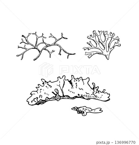 Black and white line art of taiga mosses and lichen forms. Hand-drawn ink illustration. Suitable for botanical prints, eco branding, packaging, textiles, and educational materials 136996770