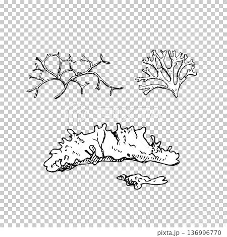 Black and white line art of taiga mosses and lichen forms. Hand-drawn ink illustration. Suitable for botanical prints, eco branding, packaging, textiles, and educational materials 136996770