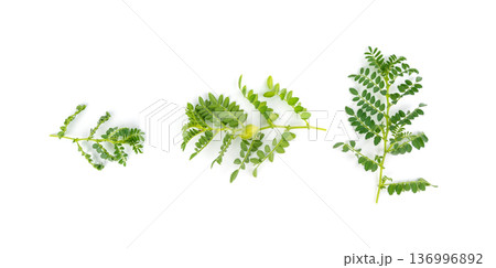 Fresh chickpea leaves and pods isolated. Green shoots and twigs of a legume plant Fresh chickpea leaves and pods isolated. Green shoots and twigs of a legume plant 136996892