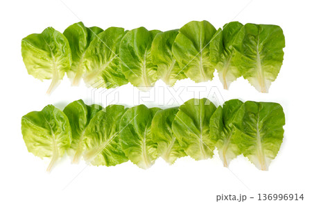 Romaine lettuce salad isolated. Cos green leaves, fresh romain salat head, raw cabbage 136996914