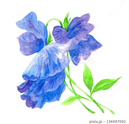 水彩で描いたスイートピー26224pix7 136997092