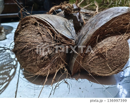 old coconut whose outer skin has been peeled  136997399