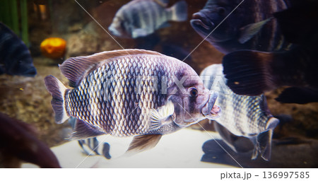 Shanghai, China. Heterotilapia Swimming In Aquarium, Close-up Side View. Genus Of Cichlid Fish. Heterotilapia Fishes Float In Zoo Aquarium. Fish With Distinctive Dark-and-light Banded Pattern 136997585