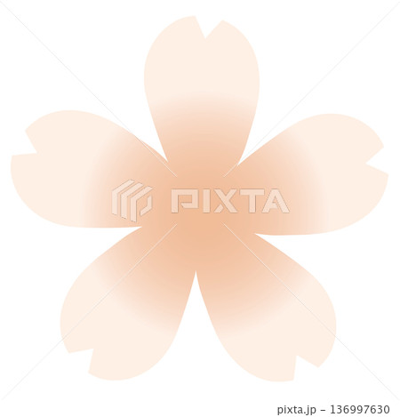 オレンジ色のグラデーションがかわいい桜の花 136997630