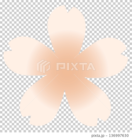 オレンジ色のグラデーションがかわいい桜の花 136997630