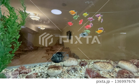 Colorful glowing fish and a dark cichlid swim in an indoor aquarium reflecting a relaxation room with wooden lounge chairs, underwater life, pet hobby, cozy atmosphere. Colorful glowing fish and a dark cichlid swim in an indoor aquarium reflecting a relaxation room with wooden lounge chairs, underwater life, pet hobby, cozy atmosphere. 136997676