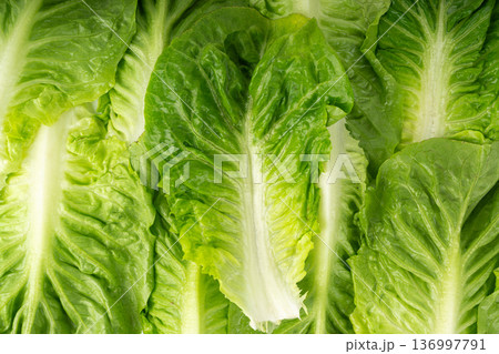 One romaine lettuce salad texture backgroound. Cos green leaves pattern, fresh romain salat 136997791