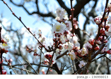 梅の花が咲く春のクローズアップ写真 青空背景の季節素材に 梅の花が咲く春のクローズアップ写真 青空背景の季節素材に 136998013