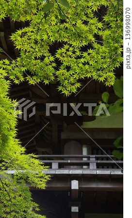 静寂な寺社境内 新緑のもみじ待ち受け 136998070