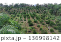 green orange grove in the morning 136998142
