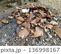 old leaves 136998167