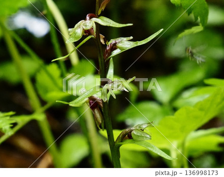 アオチドリ 136998173