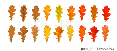 Autumn oak leaf set isolated, colored autumn tree leaves herbarium top view Autumn oak leaf set isolated, colored autumn tree leaves herbarium top view 136998193