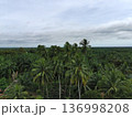 coconut trees in the afternoon 136998208