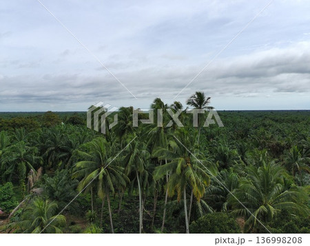 coconut trees in the afternoon coconut trees in the afternoon 136998208