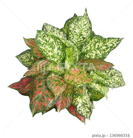 Top view of colorful Aglaonema plant with red and green variegated leaves isolated on white background. Top view of colorful Aglaonema plant with red and green variegated leaves isolated on white background. 136998358