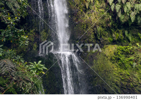 Waterfall on PR9 Caldeirao Verde near Santana Madeira, plunging over mossy wall with ferns Waterfall on PR9 Caldeirao Verde near Santana Madeira, plunging over mossy wall with ferns 136998401