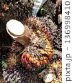 palm fruit   136998410