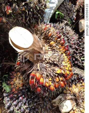 palm fruit palm fruit 136998410