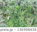 sago tree 136998438