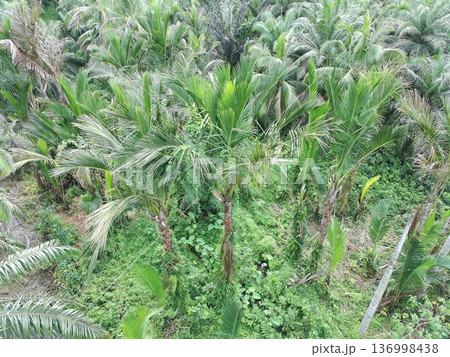 sago tree sago tree 136998438
