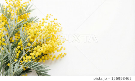 ミモザの花束　白背景　コピースペース　国際女性デー　春のイメージ 136998465