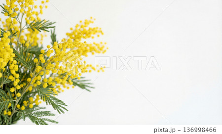 ミモザの花束 白背景 コピースペース 国際女性デー 春のイメージ ミモザの花束 白背景 コピースペース 国際女性デー 春のイメージ 136998466