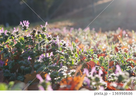 ホトケノザ 136998686