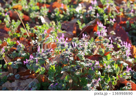 ホトケノザ 136998690