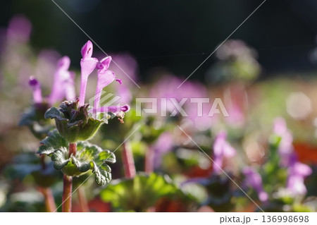 小さな花 136998698