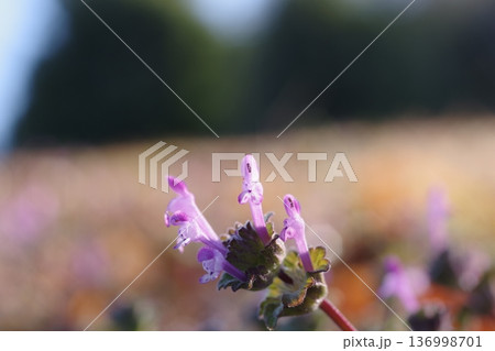 早春の野原に咲くホトケノザのピンクの花 136998701