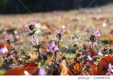 早春の野原に咲くホトケノザ 136998705