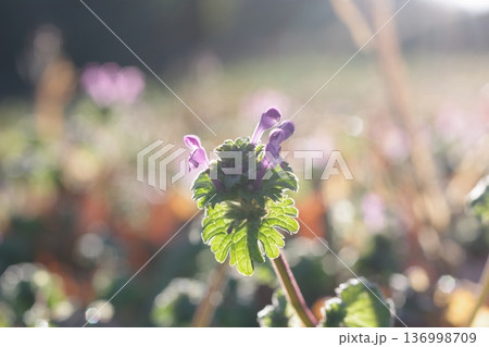 ホトケノザ ホトケノザ 136998709