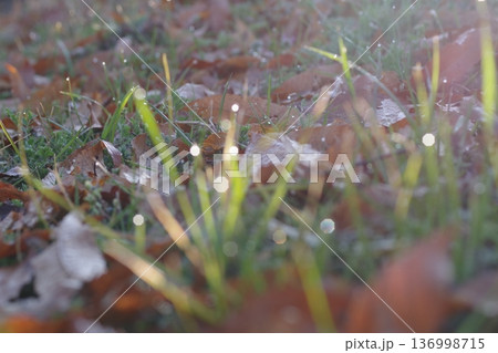 霜の降りた落ち葉 136998715