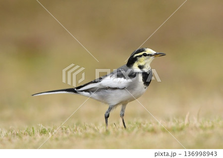 公園でお散歩するハクセキレイ(若鳥) 136998943