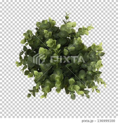 the leaves of a plant seen from above 136999100