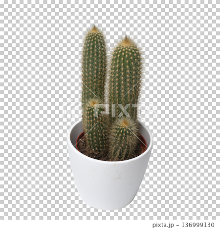 A succulent plant with thorns 136999130